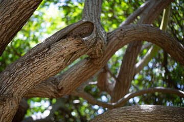 Tree Detail