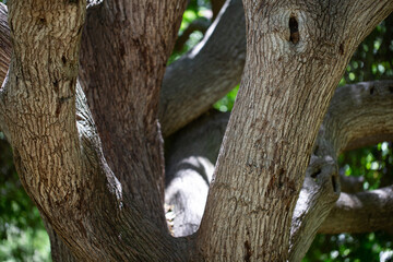 Obraz premium Tree Detail
