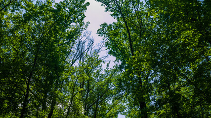 Fototapeta na wymiar Green treetop in the forest in the end of May