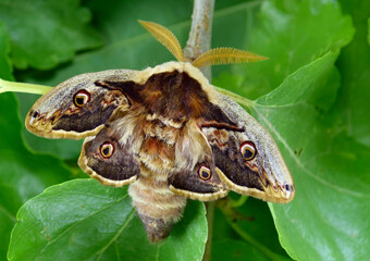 Moth, Saturnia pyri, the Giant Peacock moth, Great Peacock moth, Giant Emperor moth or Viennese emperor (Lepidoptera: Saturniidae). Emerging from cocoon 