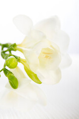 White freesia with a green leaf on a white background up close