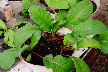 Grow all the vegetable that are edible for eating in the family. organic vegetable