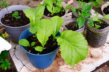 Grow all the vegetable that are edible for eating in the family. organic vegetable
