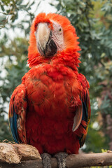 red and yellow macaw ara ararauna