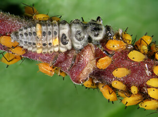 Aphids (plant lice, greenfly, blackfly or whitefly) and their natural enemy, larvae of ladybug...