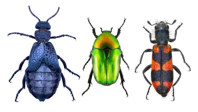 Common Oil beetle or Blister beetle, Meloe cavensis, Flower Chafer, Potosia cuprea and Blister beetle, Hycleus ornatus (Coleoptera) isolated on a white background 