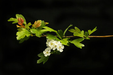 Hawthorn against black