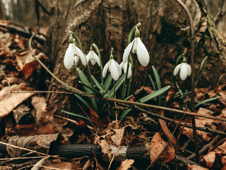 White fresh flowers in the forest.
Snowdrops grow in the spring in nature