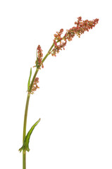 Dock flowers and foliage