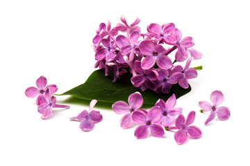 Beautiful blossoming lilac on white background. Space for text