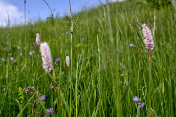 wide view of a lady bird in field