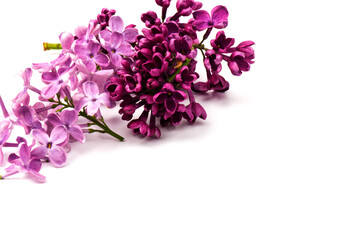 Fototapeta na wymiar Beautiful blossoming lilac on white background. Space for text