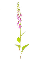 Foxglove plant isolated © Richard Griffin