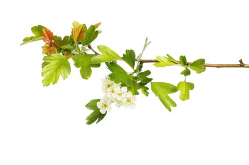 Hawthorn foliage and blossom