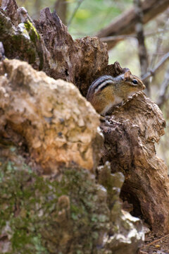Chipmunk hiding within a dead tree trunk at Heads Pond Trail in Hooksett, NH