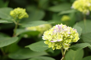 Hydrangea close up