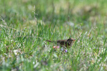 Portrait of the song thrush bird walking in green grass