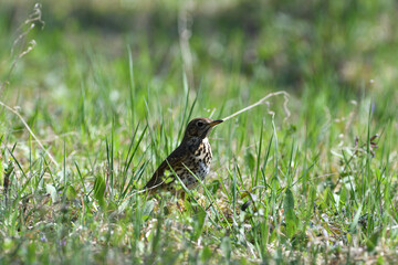 The song thrush bird looking for food in high grass