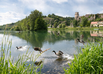 Wachauidylle Abflug der Stockenten