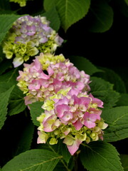 Hydrangea close up