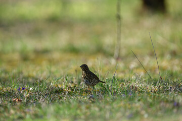 Portrait of the song thrush bird walking in green grass