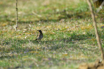 Portrait of the song thrush bird walking in green grass