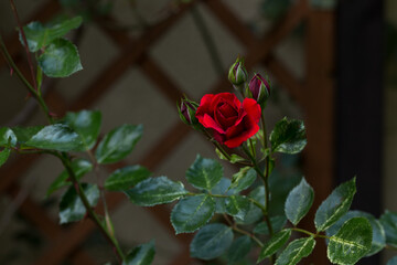 Czerwona róża ogrodowa, otwierający się kwiat i pąki - obrazy, fototapety, plakaty