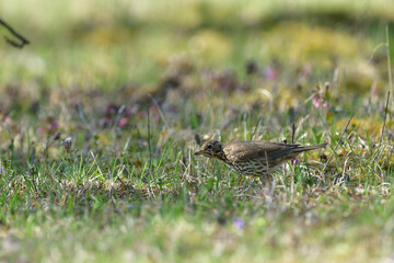 The song thrush bird looking for food in high grass