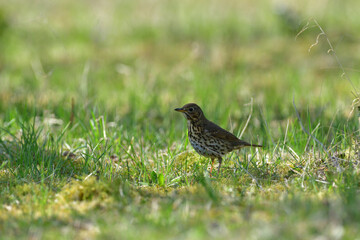Portrait of the song thrush bird walking in green grass