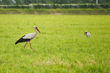 Obraz na płótnie Canvas A stork walking in the city during the pandemic