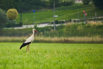 A stork walking in the city during the pandemic