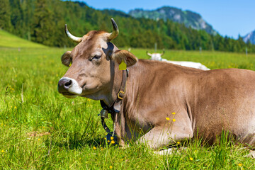Fototapeta premium Kuh - Allgäu - Frühling - Alpen - Blumen