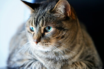 A picture of a big tabby cat with blue/green eyes     