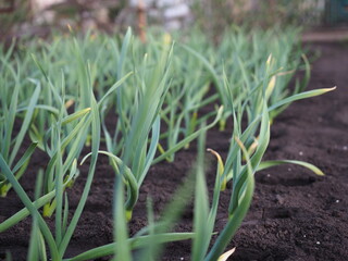 Green garlic grows in the garden. Vegetable beds with green garlic