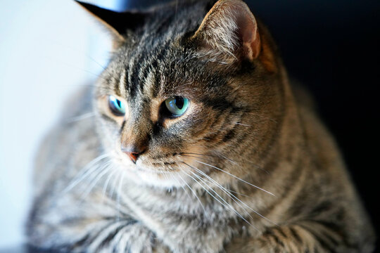 A picture of a big tabby cat with blue/green eyes     