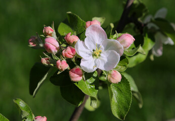 Fototapeta na wymiar Beautiful branch with delicate flowers of spring apple tree