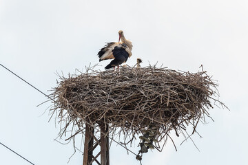 Above view on one female white big stork in nest
