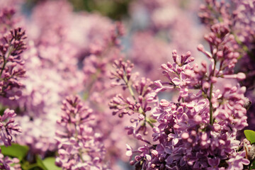 Obraz na płótnie Canvas Branch with spring lilac flowers. Sping background