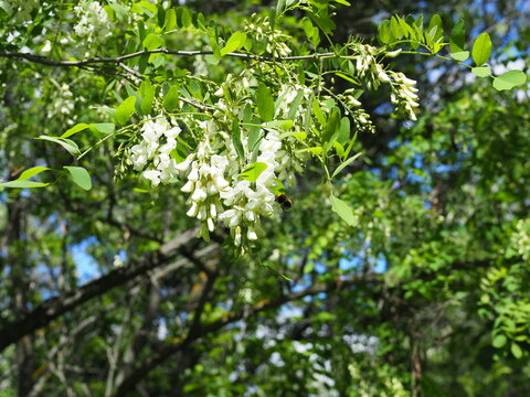 Blooming acacia tree with white flowers and blue sky in the sunny spring
