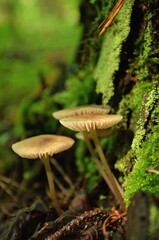 mushrooms in the forest
