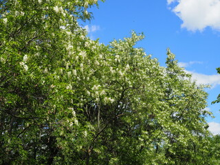 Fototapeta na wymiar Blooming acacia tree with white flowers and blue sky in the sunny spring