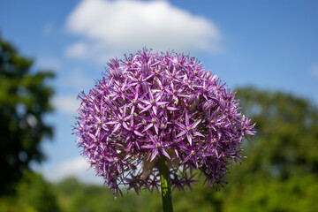 allium