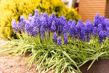 eautiful blue decorative flowers in the garden