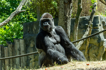 Gorilla