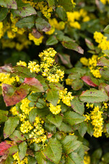 Yellow flowers on a flowerbed in a garden