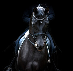 Fototapeta na wymiar black dressage horse of trakehner breed portrait on black background