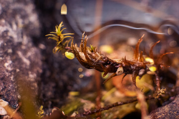 Heather grows in rocks along reservoirs, rivers and ponds. Close up with selective focus