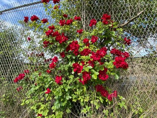 Crimson wild flowers, near an industrial site in, Bowling Back Lane, Bradford UK