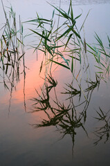 Obraz premium reeds reflected in water sundown