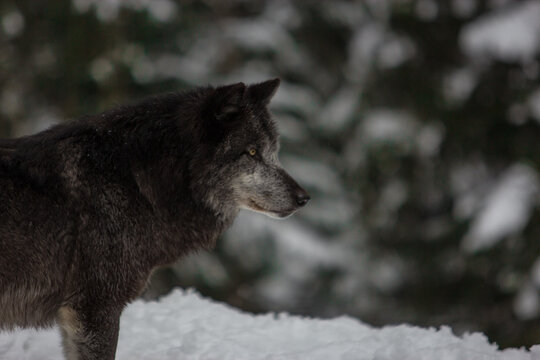 black wolf in the snow